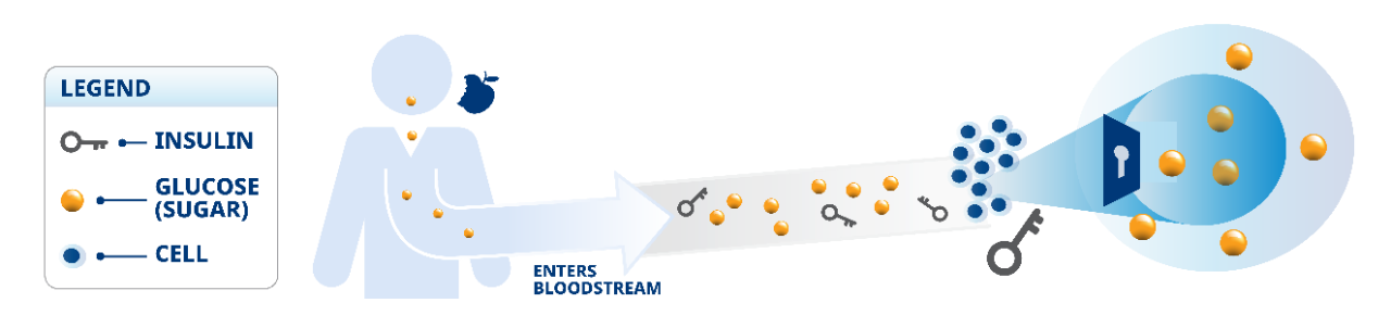 Infographic displaying how insulin works in the body to break down glucose