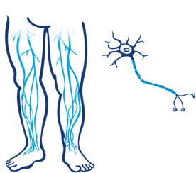nerves and nerves in legs neuropathy