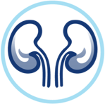 Kidneys icon