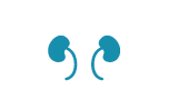 Kidneys icon