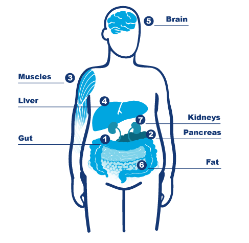 Diagram of body parts
